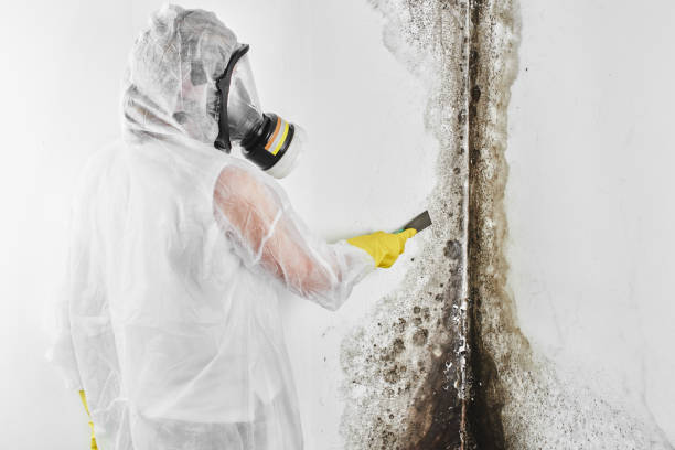 Best Mold Removal Company Near Me  in Edwards Af, CA