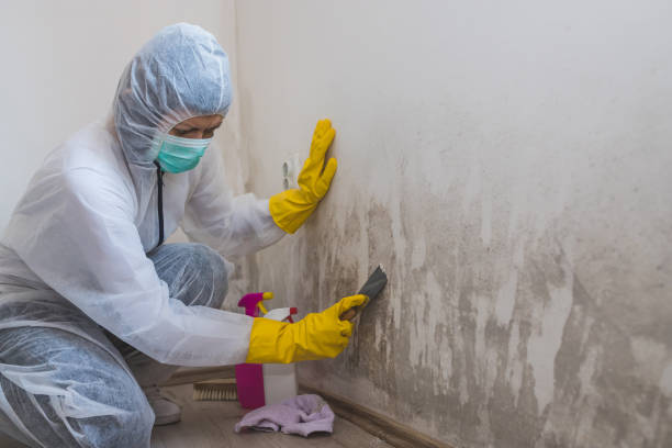 Crawl Space Mold Removal in Edwards Af, CA