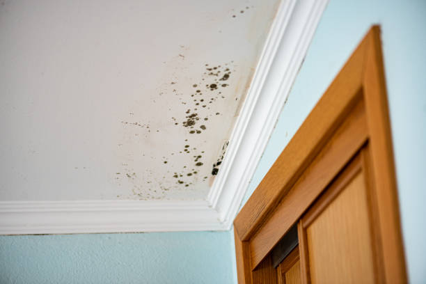 Mold Removal and Inspection in Edwards Af, CA