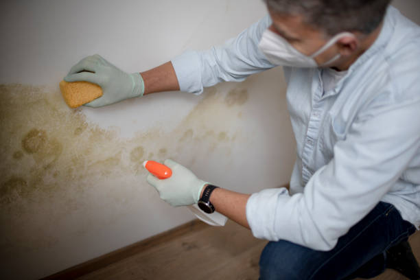 Best Mold Removal and Inspection  in Edwards Af, CA