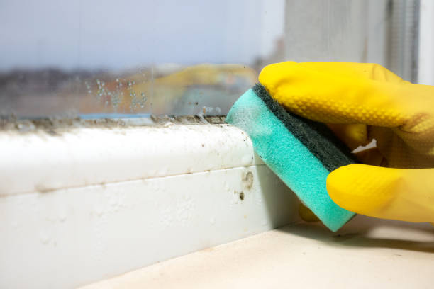 Best Affordable Mold Removal  in Edwards Af, CA