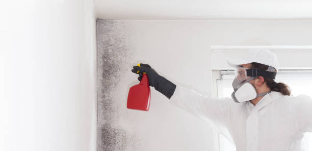 Best Toxic Mold Removal  in Edwards Af, CA
