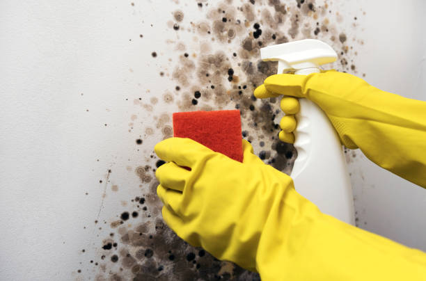 Best Same-Day Mold Removal  in Edwards Af, CA