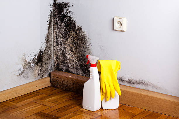 Professional Mold Removal in Edwards Af, CA