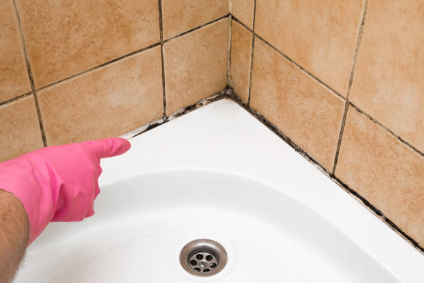 Best Mold Cleaning Services  in Edwards Af, CA